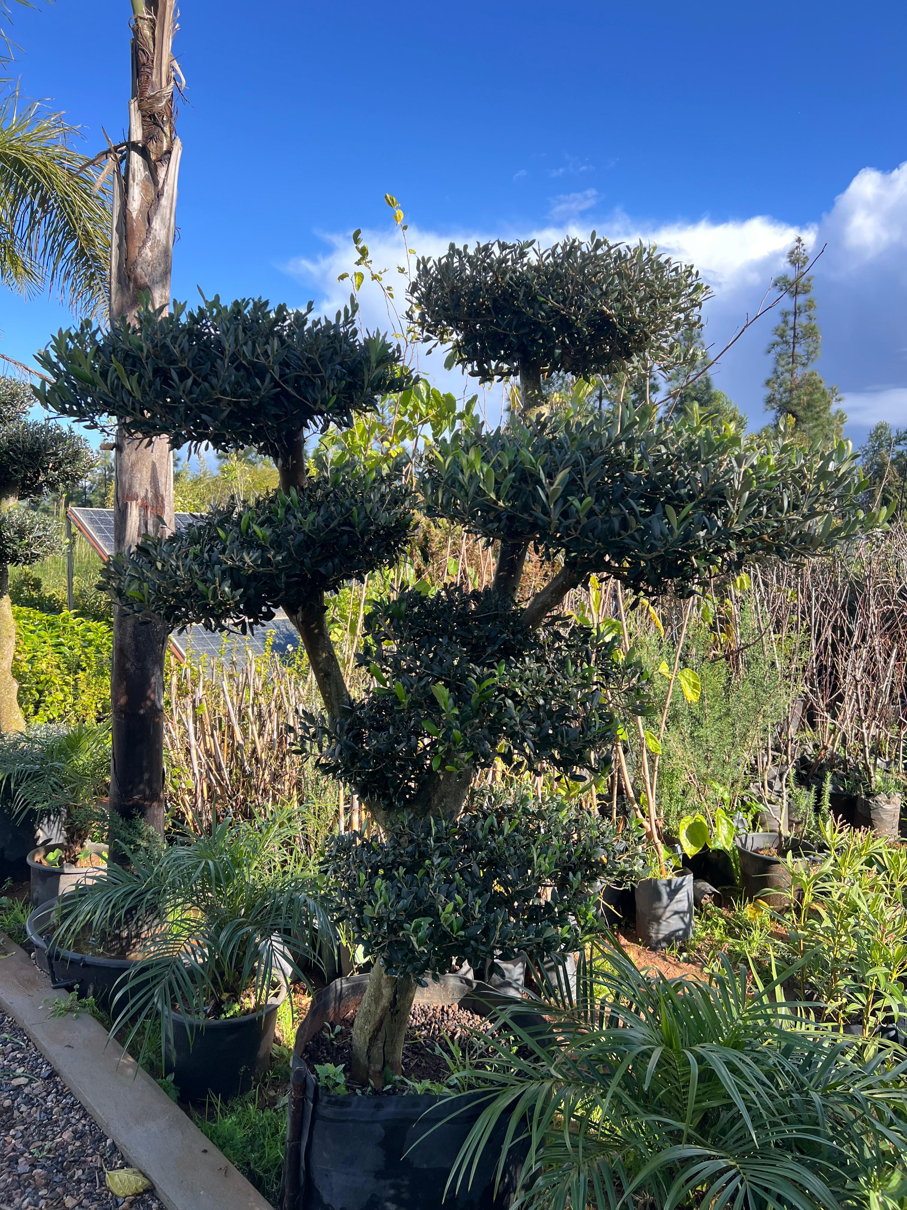 Olivier (Olea europaea) - Vue principale